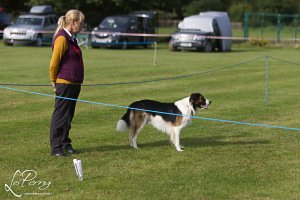 Cheltenham Open Show