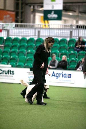 Crufts Inter Regional Obedience